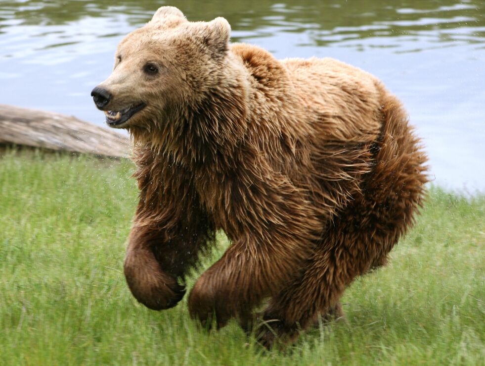Fredag ble det sett bjørn i øvre Saltdal. Illustrasjonsfoto: Malene Thyssen