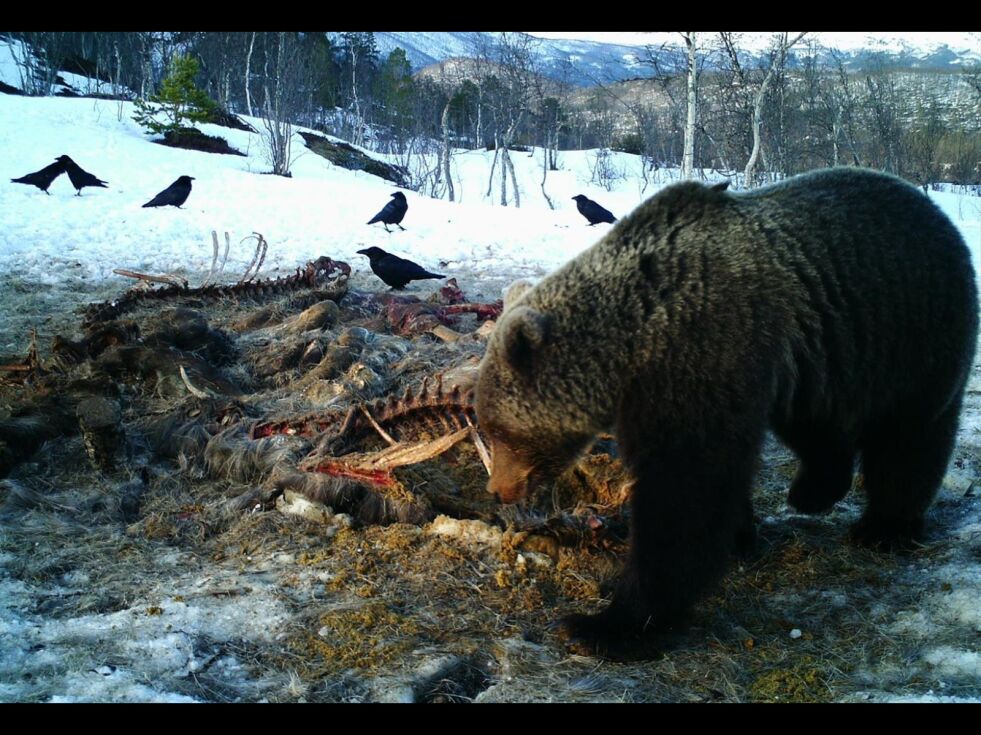 SULTEN. Hannbjørnen spiser på elgkadaveret på Storalmenningfjell. Tirsdag ble det funnet et ferskt sauekadaver på Nordnes. Arkivfoto: Remi A. Olsen