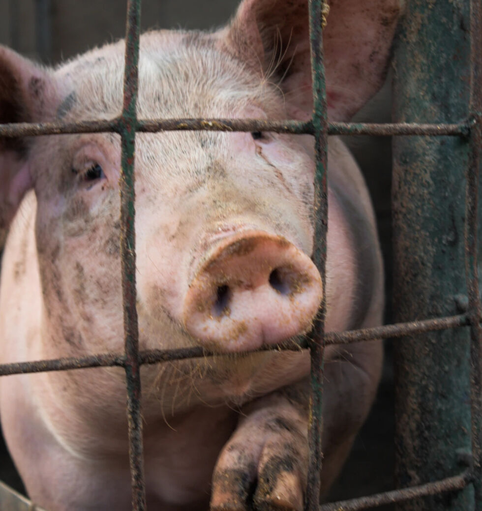TRAGEDIE. 210 gris mistet livet i den tragiske hendelsen.
 Foto: Unsplash/illustrasjonsfoto