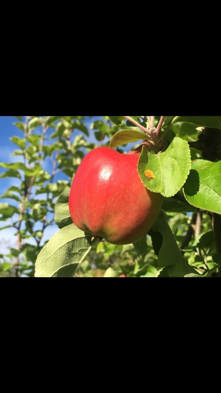 HØST. Med sensommer og høst kommer også tida for å sanke, høste inn og jakte. Dette var ett av de seks eplene på treet i hagen. PS: Det var ikke like søtt som det ser ut.
 Foto: Eva S. Winther