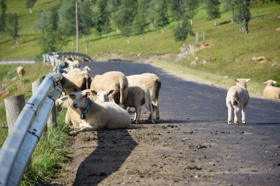 SLAPPER AV. Når det er godt vær trekker sauene ned mot fylkesveien mellom Saltdal og Misvær. I perioder kan det være mye sau i veikanten, som potensielt kan være til stor fare. Dette bildet er tatt ved Ljøsenhammeren i midten av juli. Foto: Frida Kalbakk