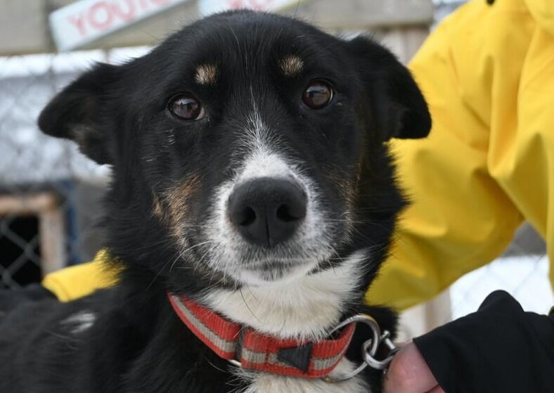 Fra mandag av må hunden holdes i bånd. (Arkivfoto)
 Foto: Lise Ailin Rosvoll Berntzen