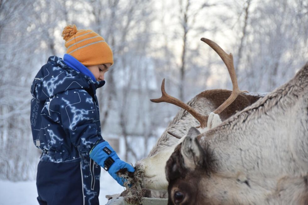 MATET REINSDYRENE. Gui Soares (4) syntes det var spennende å få mate reinsdyrene.
 Foto: Linn Braseth-Gulliksen