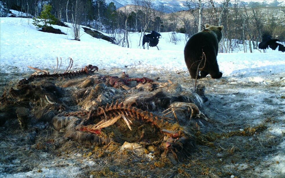 HAR BJØRNEN DRATT? Jaktlaget har ikke funnet ferske spor etter bjørnen i Saltdal siden søndag. Denne bjørnen ble fotografert av viltkamera på Storalmenningfjell i mai. Foto: Remi Olsen (Viltkamera)
