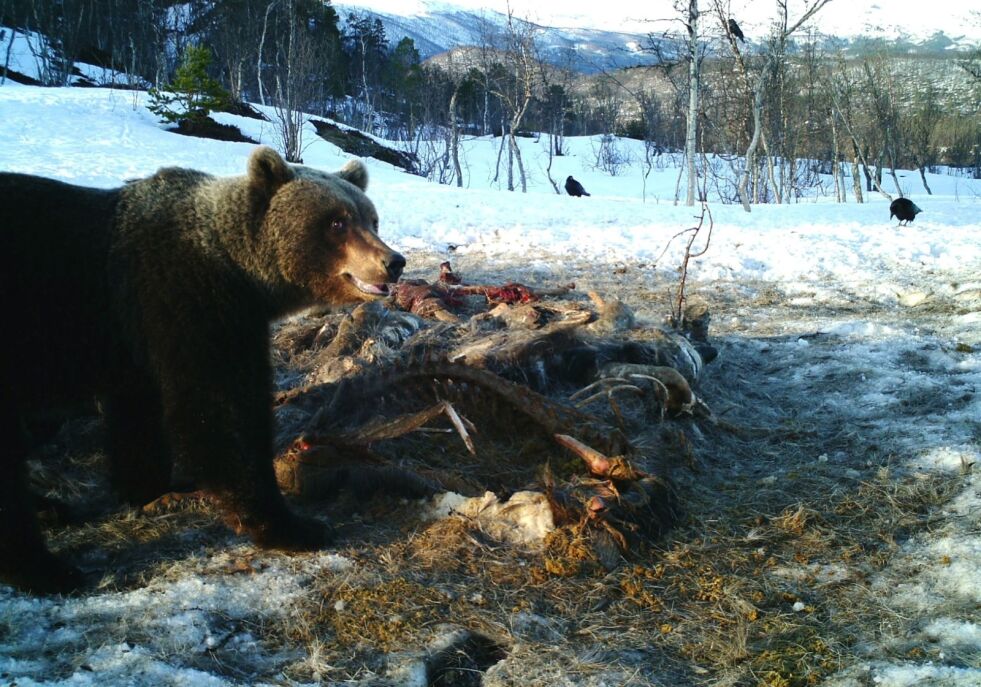 NEI TIL BJØRN. 27 ordførere protesterer mot regjeringens rovdyrspolitikk. Bildet er av en stor hannbjørn som spiser på et elgkadaver på Storalmenningfjell i Saltdal i 2013. Arkivfoto: Remi Olsen (viltkamera)