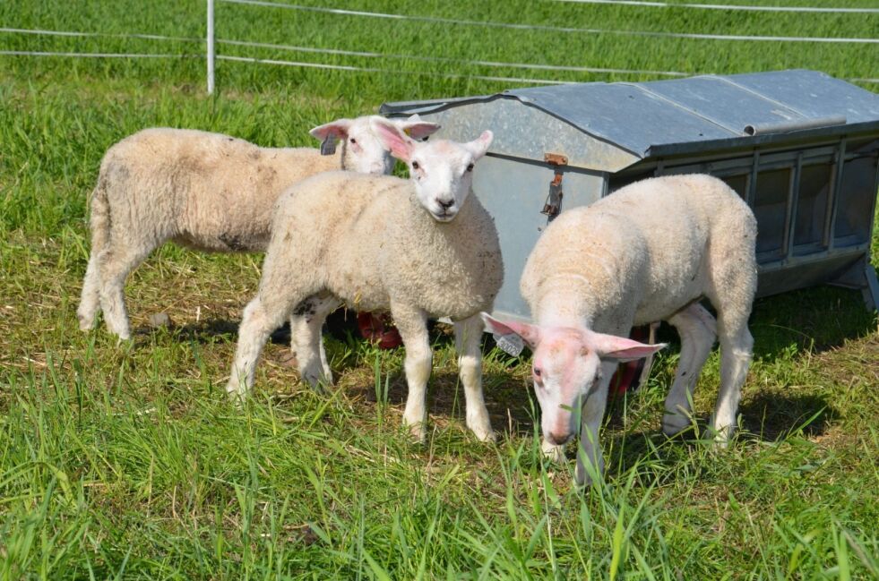 MISTER LAM. Gårdbrukere som har dyr på beite på østsiden av Saltdal, mister nå mange lam. Trolig er det jerven som har skylden. Arkivfoto: Sverre Breivik