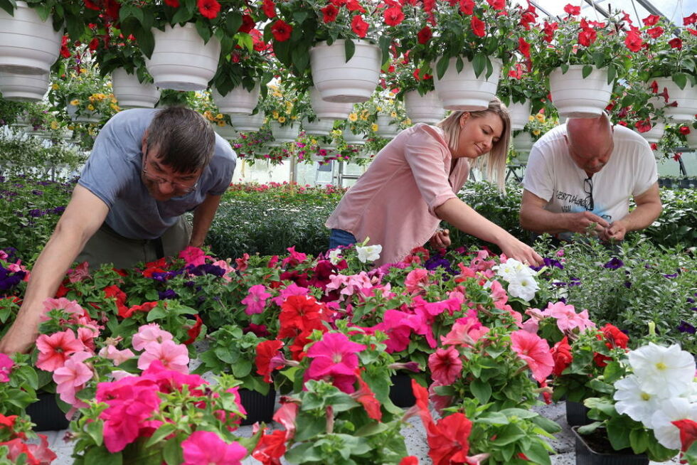 BEDRIFTEN BLOMSTRER - Vi er utrolig stolt av den produksjonen vi har fått til i drivhuset denne sesongen. Vi håper selvsagt at flest mulig tar turen innom og kjøper seg en lokalprodusert blomst eller fem, sier (f.v.) Bernt, Silje og Stein.
 Foto: Erica Restoften