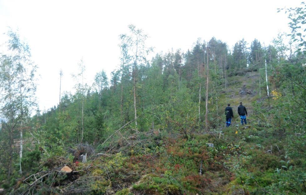 STEINBRUDD. I dette området på Drageid ønsker PK Strøm å få anlagt et steinbrudd.
 Foto: Maria Edvardsen