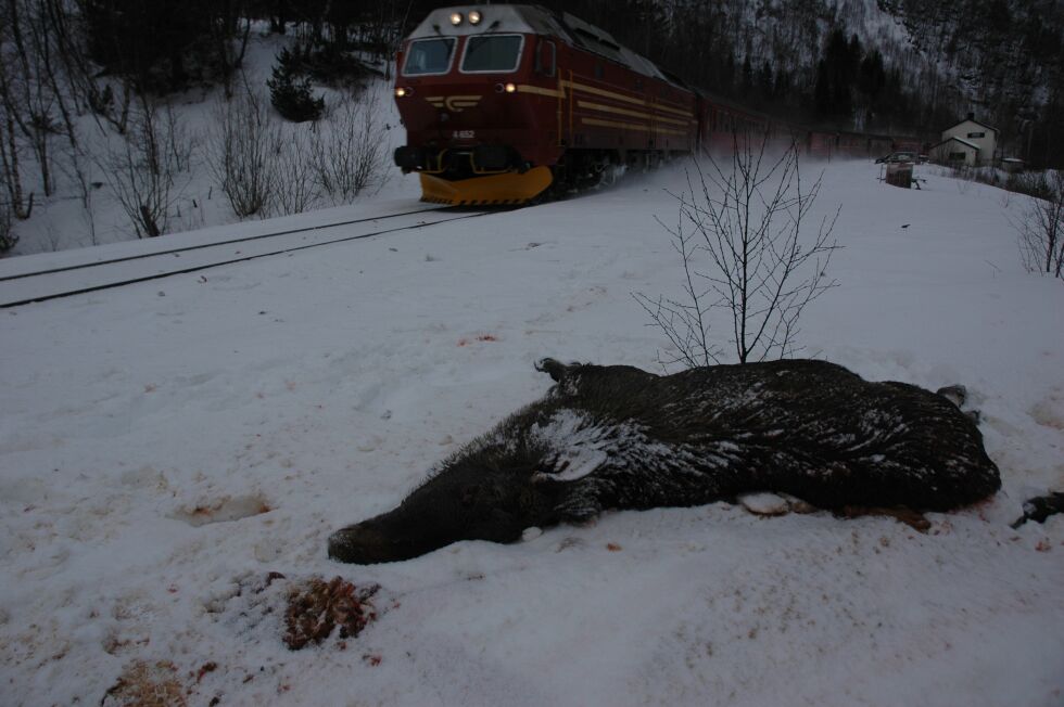 Hvert år blir elg og rein påkjørt av tog på Nordlandsbanen. Så langt i vinter har det vært svært mange påkjørsler på jernbanen i Rana, men også i Salten har elg blitt påkjørt.
 Foto: Frank Øvrewall