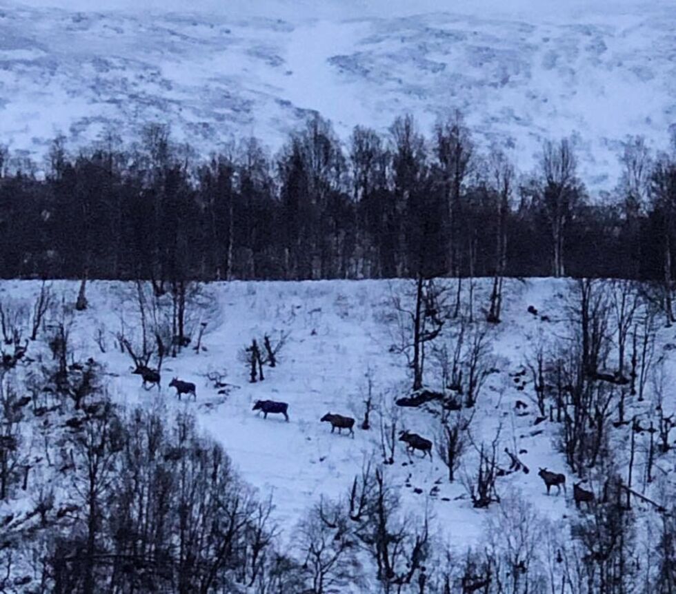MANGE. En flokk på syv elg på vei opp Brattli ved Skaiti i retning Sverige. – Et mektig og sjeldent syn, sier Kari Nystad-Rusaanes som tok bilder av elgene.
 Foto: Kari Nystad-Rusaanes