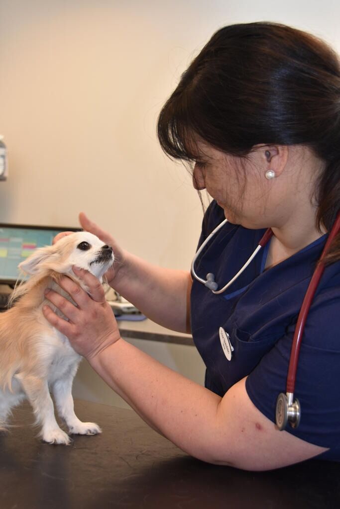 Kontakt veterinær. Veterinær Trine Brændmo anbefaler å kontakte veterinær før man tar med seg katten eller hunden på ferie.
 Foto: Linn Braseth-Gulliksen