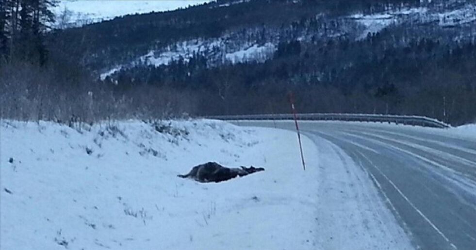 PÅKJØRT. En ung elg ble torsdag morgen påkjørt og drept i øvre Saltdal. Foto: Knut F. Olsen