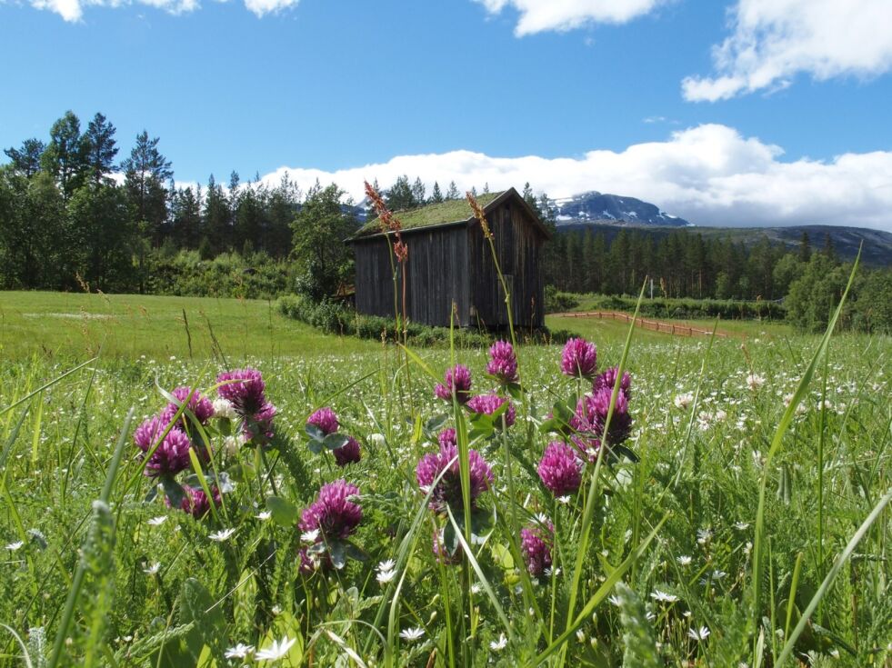 Lørdag 17. august kan du være med på slåttedag nedenfor nasjonalparksenteret på Storjord.
 Foto: Nordland nasjonalparksenter