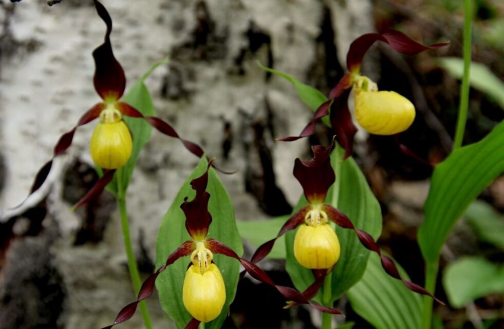 MARISKO. Marisko er en fredet orkidé som man finner blant annet i Junkerdalsura.