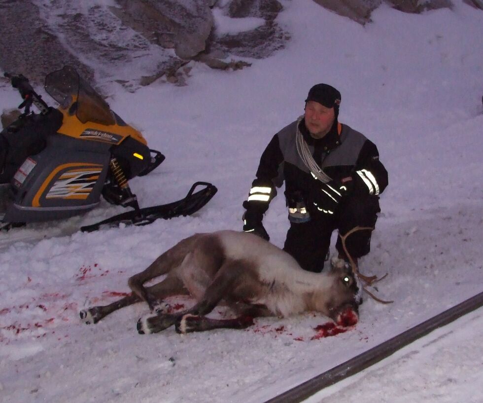 Olof Anders Kuhmunen og de andre reineierne på Saltfjellet mistet flere dyr da toget kjørte inn i flokken.
 Foto: Arkivfoto: Solveig J Pedersen