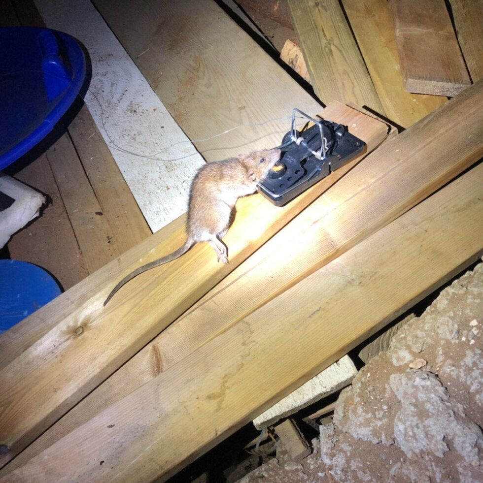 I FELLA. Når det er kulde og barfrost har mus lett for å trekke inn i hus. Da er det greit å stoppe dem i ei musefelle.
 Foto: Trond Arnt Trondsen