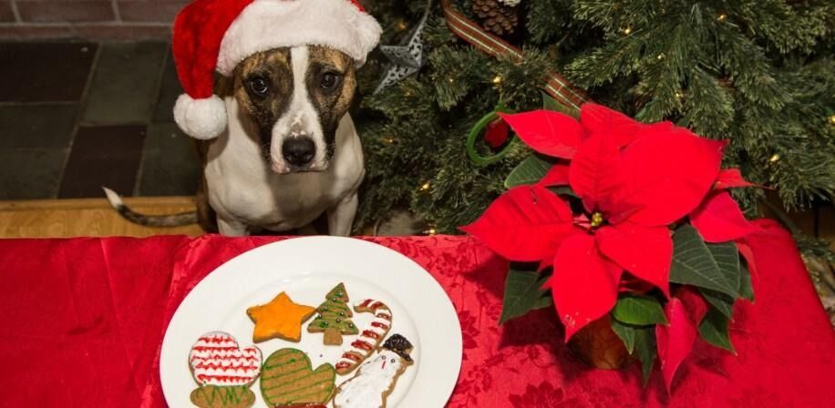 FARLIG FEIRING. Det kan føles slemt å skulle nekte hunden å ta del i julematen, men det kan i verste fall ta livet av den om det er fritt fram i matfatet.
 Foto: Shutterstock