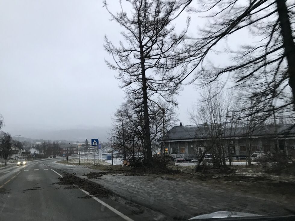 Ved Teletunet på Fauske var det også trær som hadde falt over ende.
 Foto: Victoria Finstad