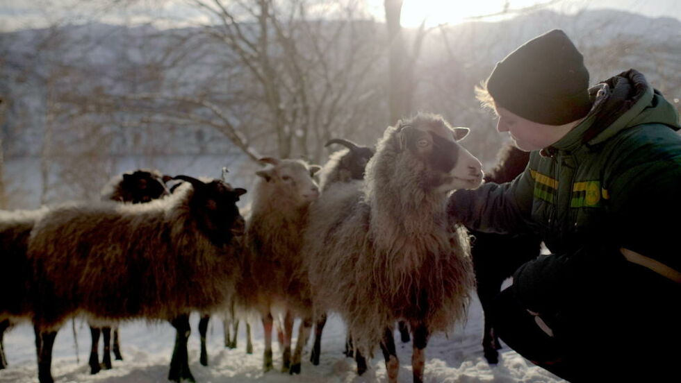 POPULÆR. Den første førpremieren på dokumentarfilmen "SAU" og bonde Rakel Nystabakk er utsolgt.
 Foto: Eirik Evjen