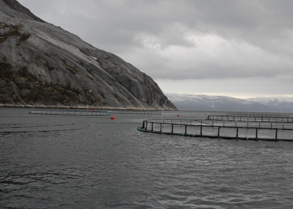 MISTENKER SYKDOM. Marine Harvest har startet nedslakting av laks på et av anleggene i Sørfold.