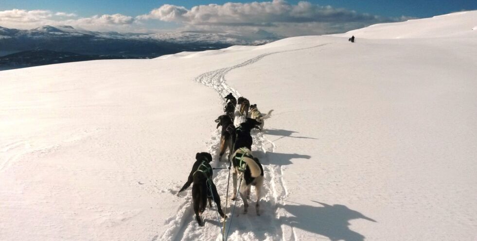 KJØRE OPP LØYPE. Hundekjøring på Nystad-fjellet i Valnesfjord. Til vinteren ønsker Salten trekkhundklubb seg en egen løype de kan kjøre opp med skuter. Foto: Espen Kaastrup