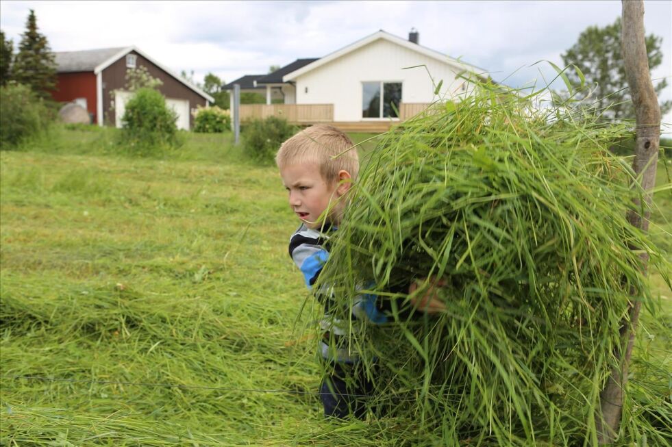 ERFAREN. Sander Ø. Solbakk (6) jobber hardt med å legge gress på hesja. Han gjør også dette hos bestefar på Engan og mener selv at han er erfaren.
 Foto: Bjørn L. Olsen