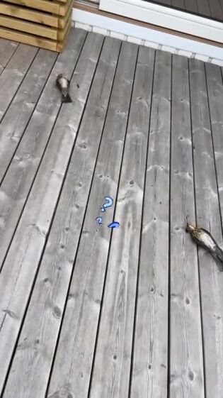 Fant døde fugler på terrassen i Saltdal