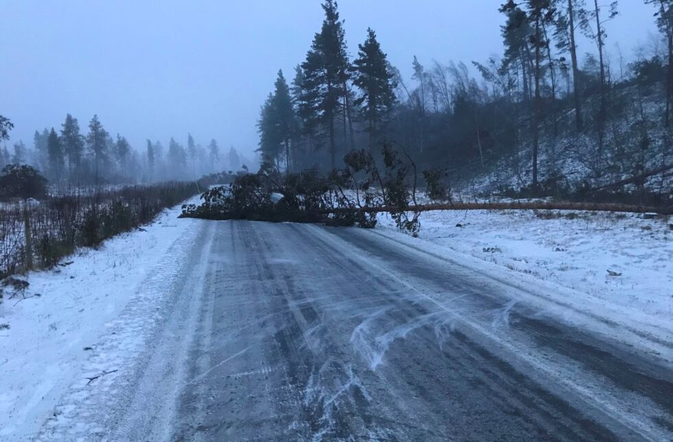 VINDFALL. Mellom Trolldalen og Vensmoen i Saltdal var det flere trær som hadde falt under stormen Ylva sin herjing. Arkivfoto: Ørjan Alm