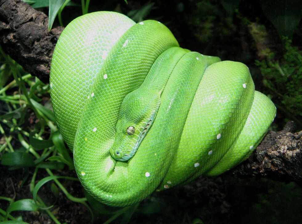 Trepyton (vitenskapelig navn Morelia viridis, tidligere Chondropython viridis) er en slange som lever på Ny-Guinea og lengst nordøst i Australia. Den blir fra 1,8 til 2,4 meter lang, og er blant artene som nå er lovlige i Norge.
 Foto: Wikimedia commons