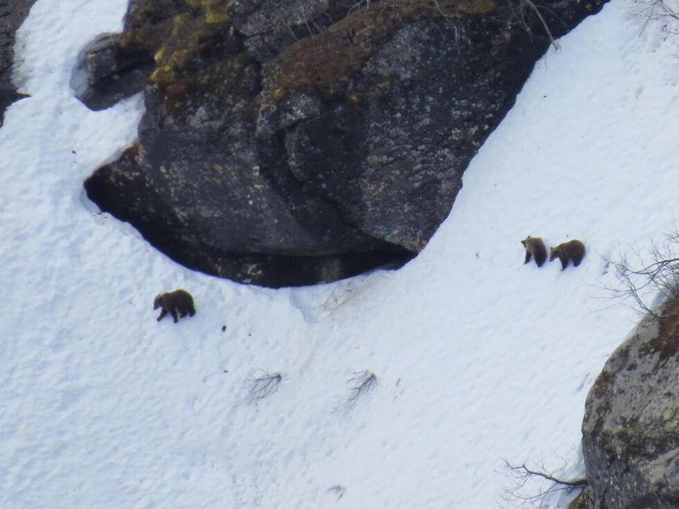 BJØRNUNGER. Bjørnen kan være en av disse ungene som kom ut av et hi i Skaitidalen våren 2016.
 Foto: Tore Veisetaune