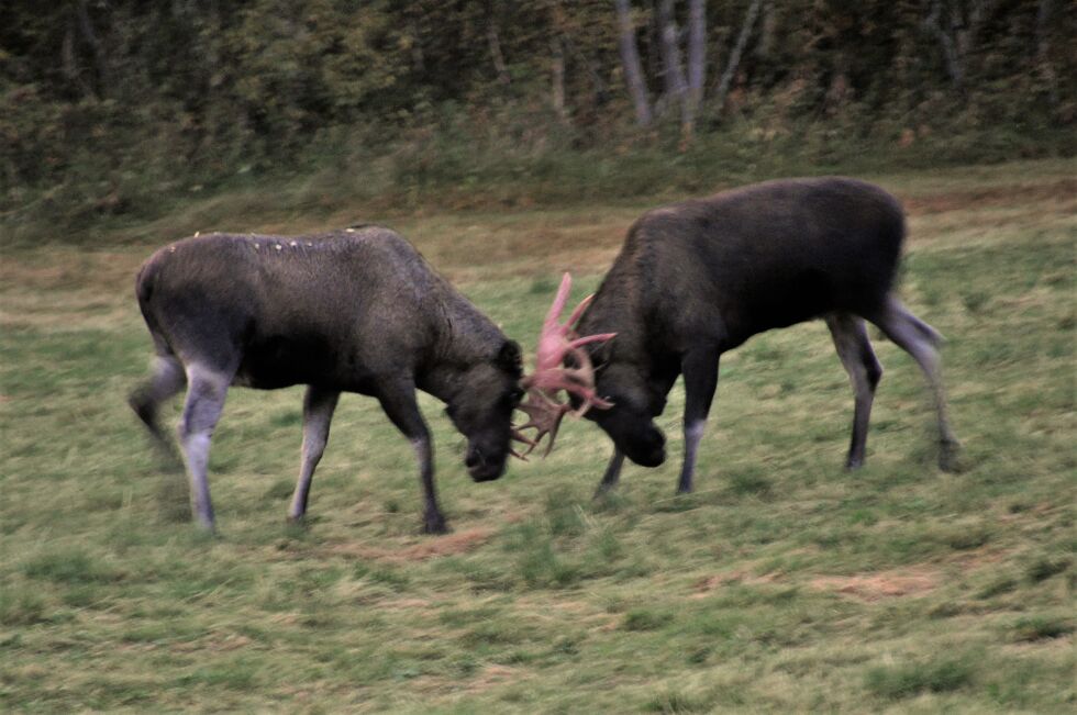 VILT. To elger braker sammen.
 Foto: Lars OLav Handeland