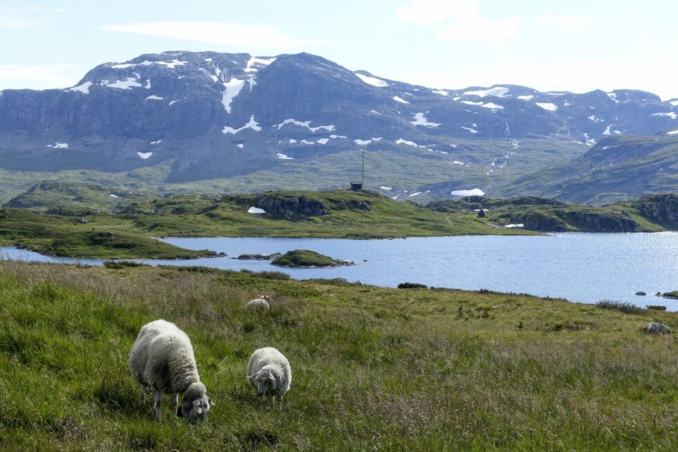 1.025 personer har deltatt i NHOs sommerferieundersøkelse, som er gjennomført av TNS Gallup. Her svarte 66 prosent at de planlegger å feriere i Norge.
 Foto: Foto: Marianne Løvland / NTB