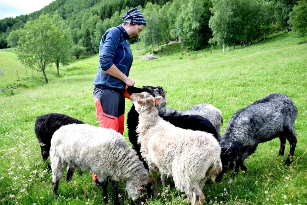 VIKTIG BÅNDTVANG. Trine Rølvåg frykter at flere lam skal bli drept dersom folk ikke holder hundene i bånd. - En hund kan gjøre stor skade på kort tid, sier hun mens hun mater en flokk villsauer med kraftfôr. Foto: Frida Kalbakk