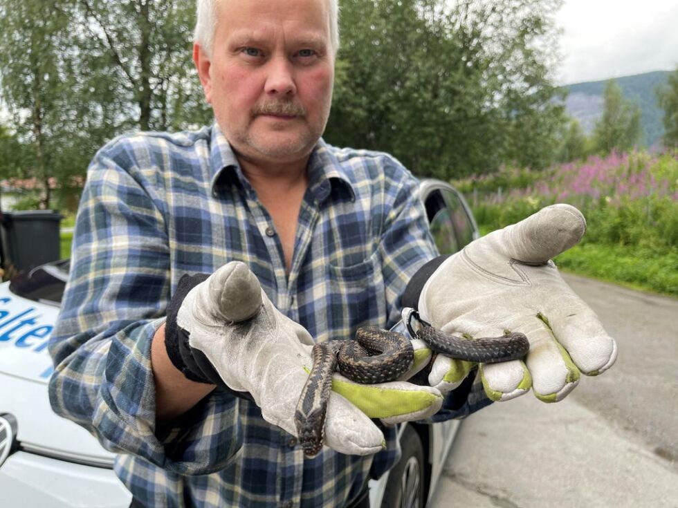VED HUSET. Ørjan Isachsen med huggormen som sønnen oppdagen liggende død utenfor huset natt til søndag.
 Foto: Helge Simonsen