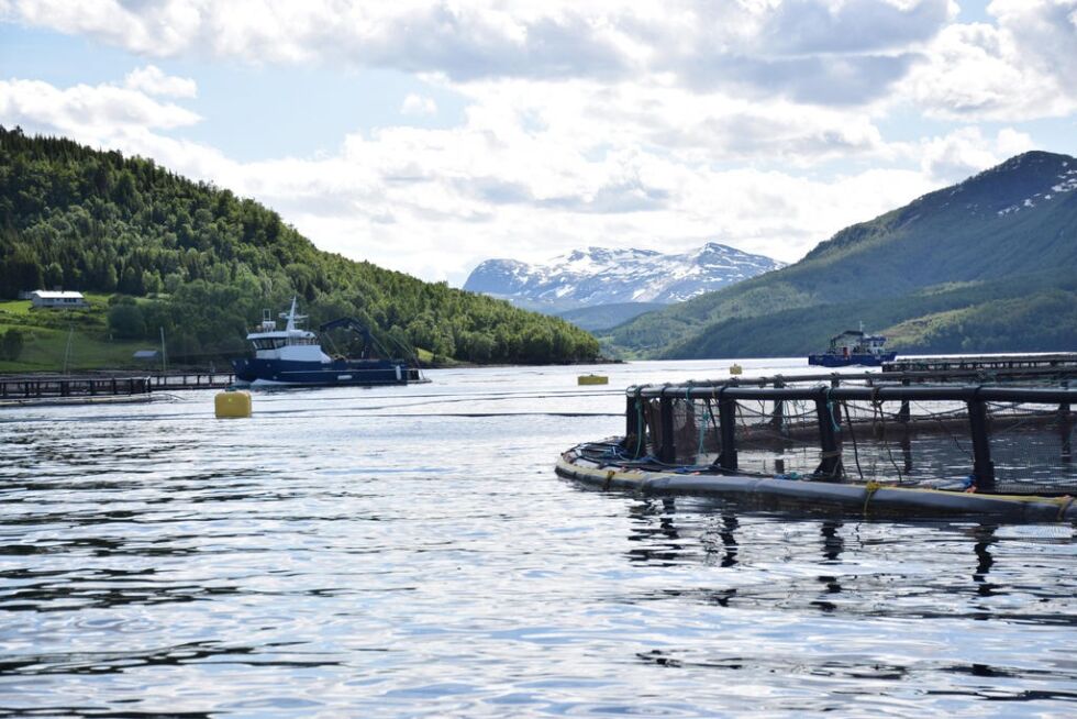 MER LAKS. Mowi ASA har fem lokaliteter for matfisk i Sørfold. Nå ønsker de å utvide i Jektvika. Bildet er for øvrig fra lokaliteten ved Nedre Kvarv.
 Foto: Maria Edvardsen