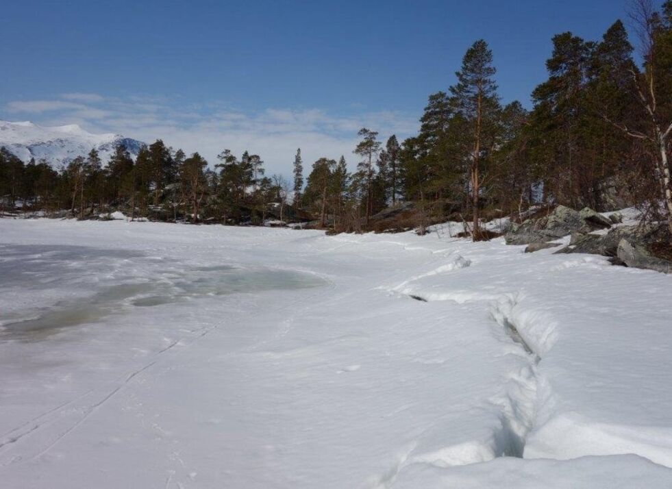 LANGT NED. Normalt sett ligger isen slett på Tjernfjelltjønna i Saltdal. Men etter at det ble startet opp med sprenging av Tjernfjelltunnelen rett under vannet for halvannet år siden, har vannstanden sunket dramatisk. Nå fryktes det at det er gjort uopprettelige skader i området som er vernet. Foto: Manfred Hüttepohl