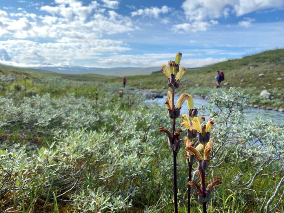 KONGSSPIR. Denne flotte blomsten vokser på myrer og fuktige enger i fjellet, for eksempel i Junkerdal nasjonalpark.
 Foto: Eva S. Winther