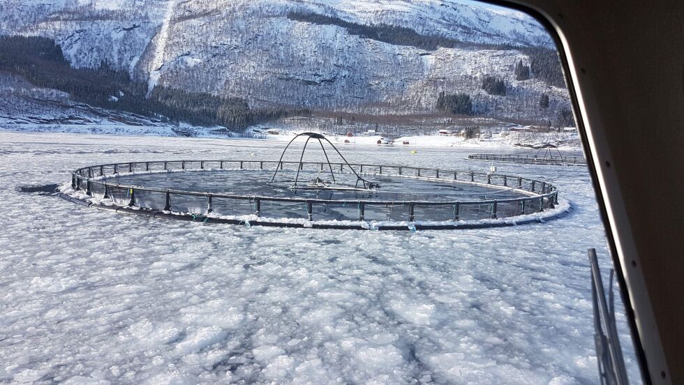 IS. Mye nedbør rett i forkant av en uvanlig kald periode, har skapt uvanlige mengder med is i Sørfold. Det har skapt utfordringer for oppdrettsnæringen som går vaktskift døgnet rundt når det er fare for is.
 Foto: Mowi avd. Kines