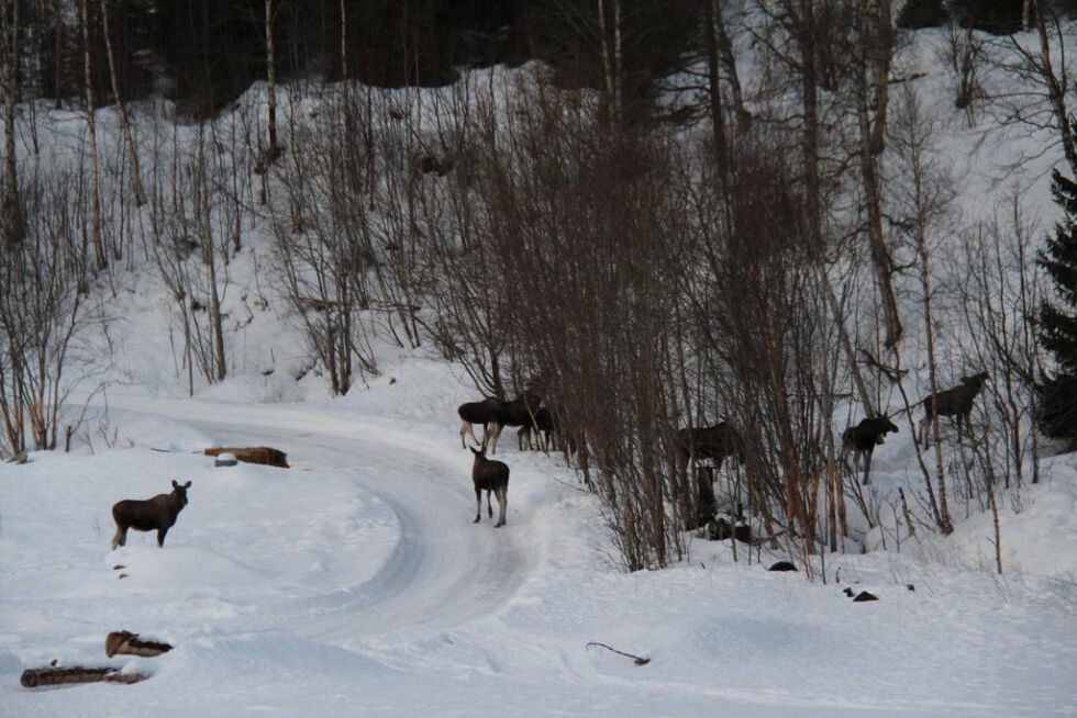MYE ELG. Etter snøfallet den siste tiden, trekker mye elg ned på veiene. Viltansvarlig i Sørfold ber bilistene om å være ekstra obs.
 Foto: Arkiv
