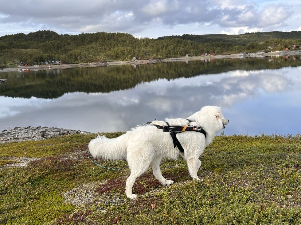 FRIHET. De to neste ukene kan jeg ta hver dag som den kommer og gjøre akkurat det som passet. Inne, ute, aktiv, lat… Det blir sikkert alle varianter.
 Foto: Espen Johansen