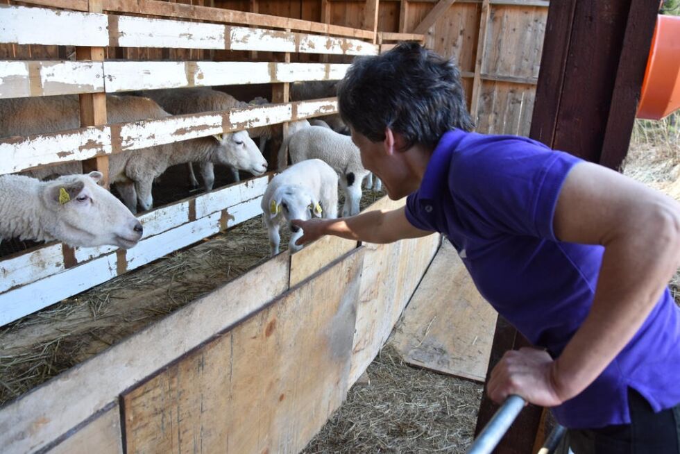 STORT TAP. På Bakken gård i Sørfold har Anne Kristin Bakken mistet rundt 40 prosent av lammene i 2019. De har ikke mistet så mange dyr på 10-11 år. Arkivfoto