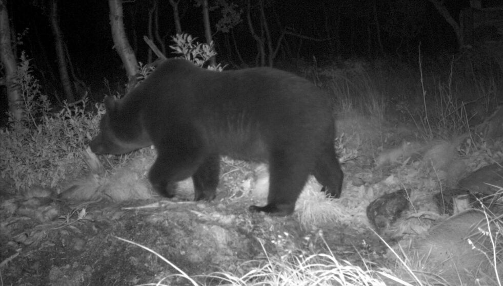 UTE AV HIET. Det er trolig denne bjørnen som har ligget i hi på Nordnesfjell i vinter. Denne ble fotografert med et viltkamerapå åte ved Kjeggåvatn på Nordensfjell i august i fjor. Foto: Kjell Hansen