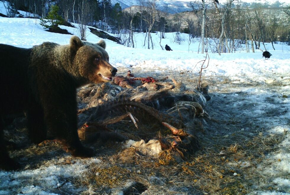 TO I SALTEN. Det er bare registrert tre bjørner i Nordland i fjor. To av dem har vært innom Sulis og Saltdal. Arkivfoto: Remi Olsen og Andreas Diset (viltkamera)