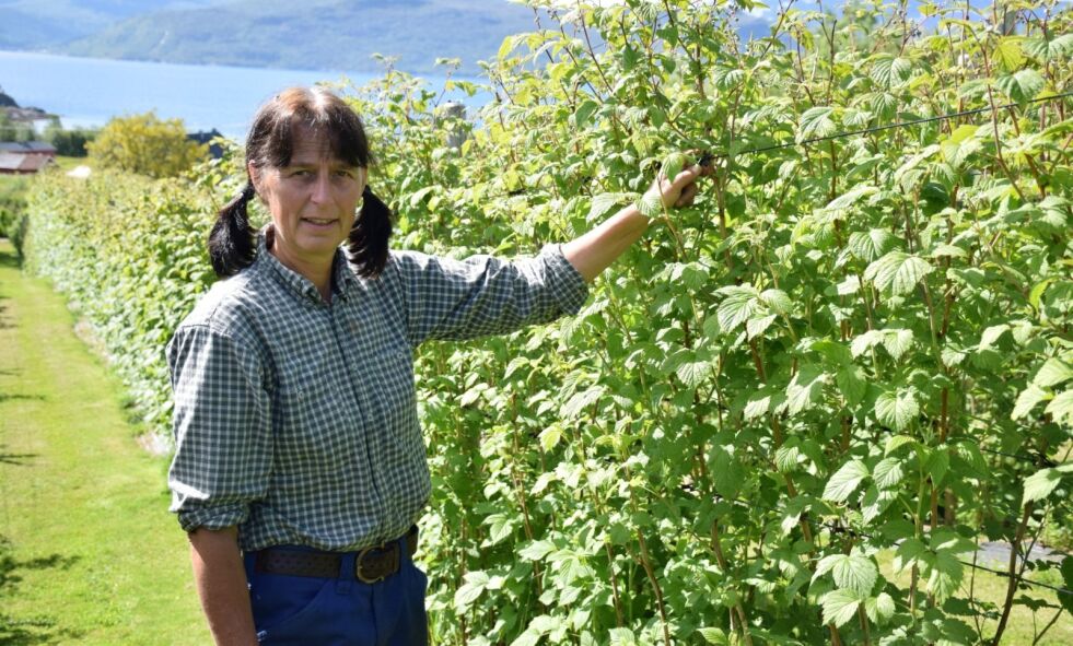 PÅ MESSE. Borghild Wingan på Bjørklund gård i Sørfold er en av de lokale produsentene som deltar på matverksted og konferanse i Bodø denne uka. Hun har med seg jordbær, solbær og bringebærsaft. Arkivfoto: Eva S. Winther