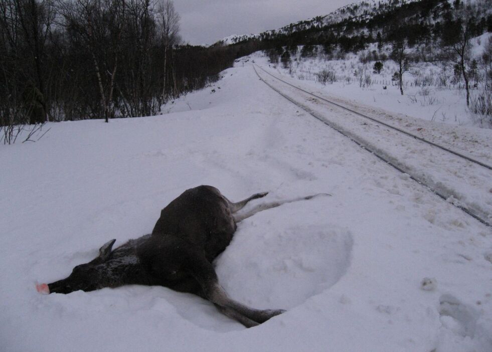 ELGDØD. Toget tar mye elg i Saltdal i vinter. Lørdag ettermiddag tok det i alt fem dyr, når vi regner inn at elgkua hadde to fostre i magen. Arkivfoto