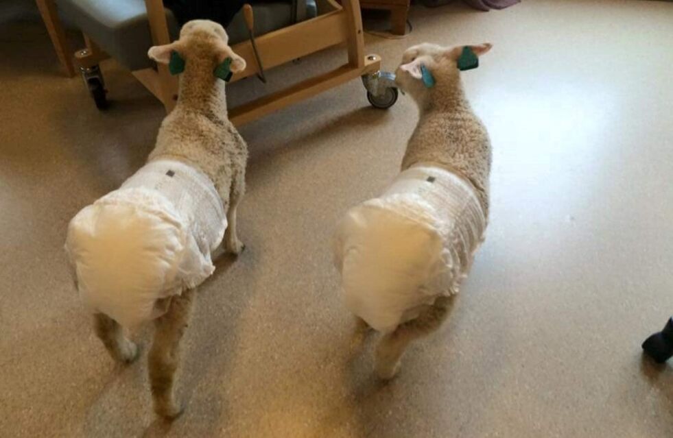MED BLEIER. De to lammene hadde bleietruser på seg under besøket, og la dermed ikke igjen noe på sykehjemmet. De skapte stor glede hos beboerne. Begge foto: Anne Pettersen