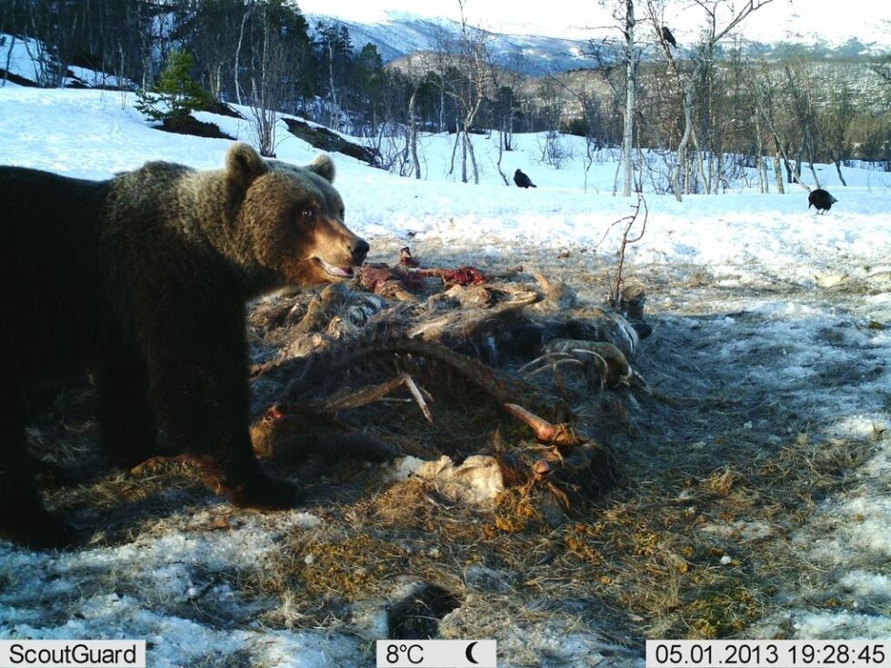 I SALTDAL. Slik så det ut da en bjørn kom til et elgkadaver på Storalmenningfjell i 2013. På høyre siden av snuten ser vi et arr som hannbjørnen har
 Foto: viltkamera til Remi Olsen og Andreas Diset
