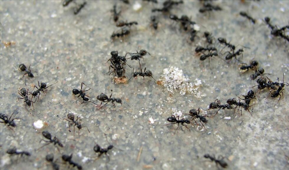 VANLIG. Dette er et vanlig syn i disse dager. Siden det er lite mat å oppdrive utendørs på denne tiden, trekker mauren inn etter å ha vært i dvale på vinteren. Foto: Tønsberg Skadedyrkontroll