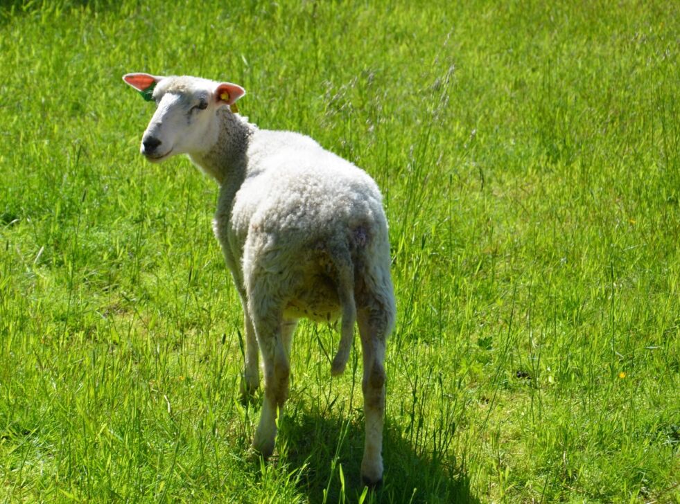 SJOKKERENDE TALL. Over 20 prosent av de sauene og lammene som blir sluppet ut på beite i Saltdal, kommer aldri tilbake.