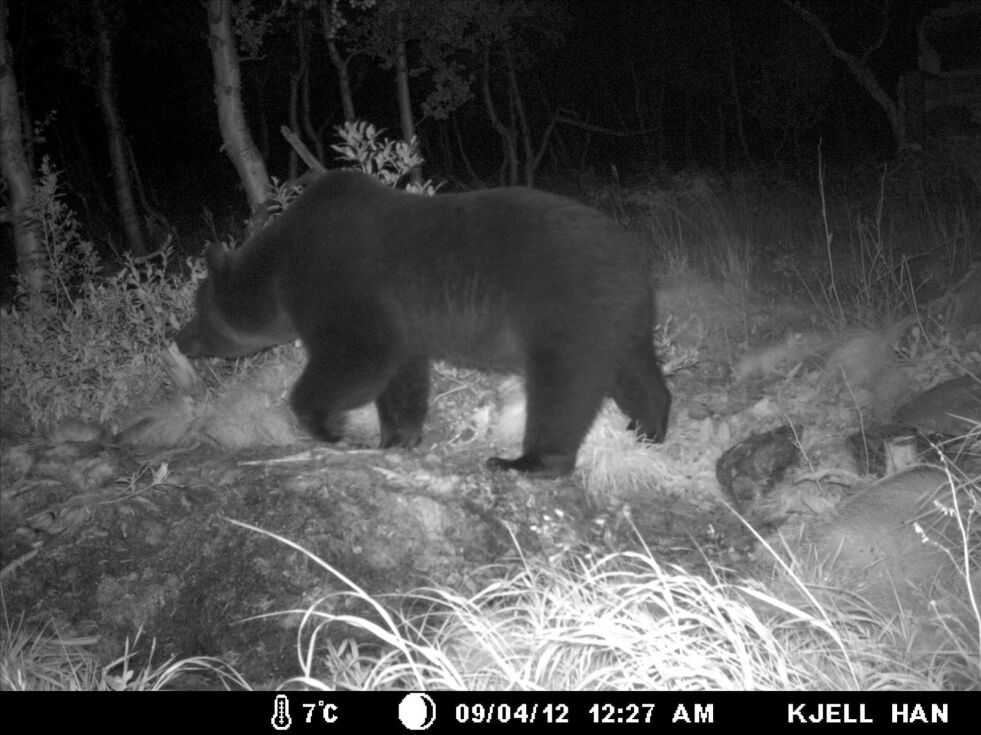 UTE AV HIET. Det er trolig denne bjørnen som har ligget i hi på Nordnesfjell i vinter. Denne ble fotografert med et viltkamerapå åte ved Kjeggåvatn på Nordensfjell i august i fjor. Foto: Kjell Hansen